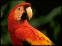 Parrot